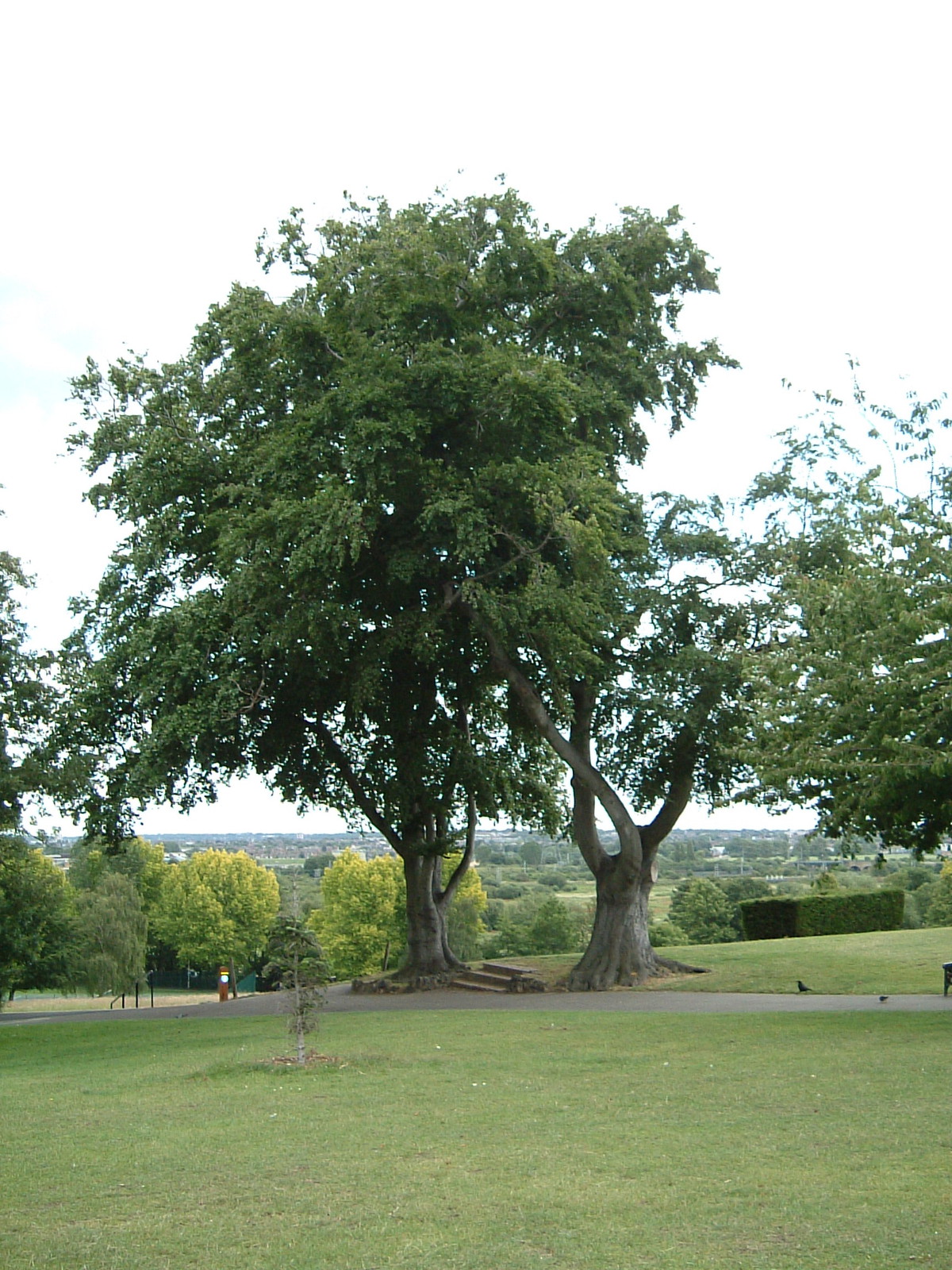 The 'two giants of Springfield Park'