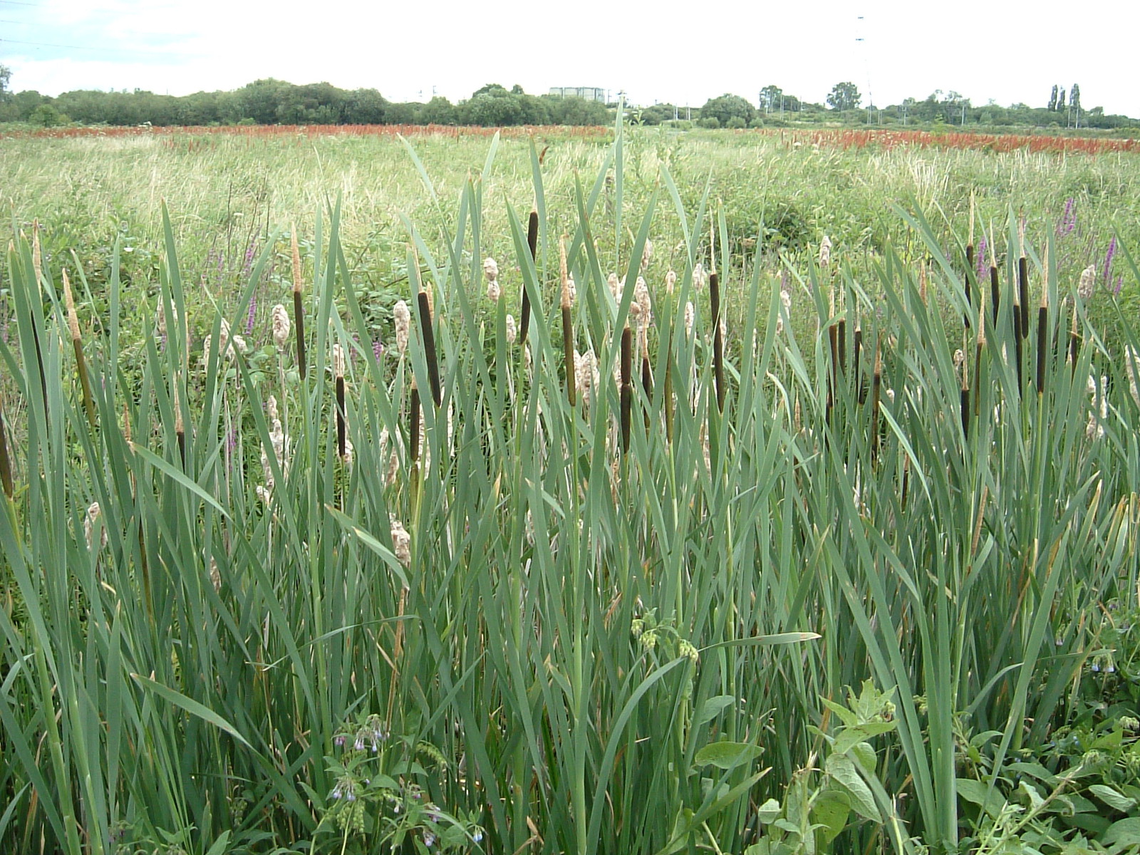 Walthamstow Marsh Nature Reserve