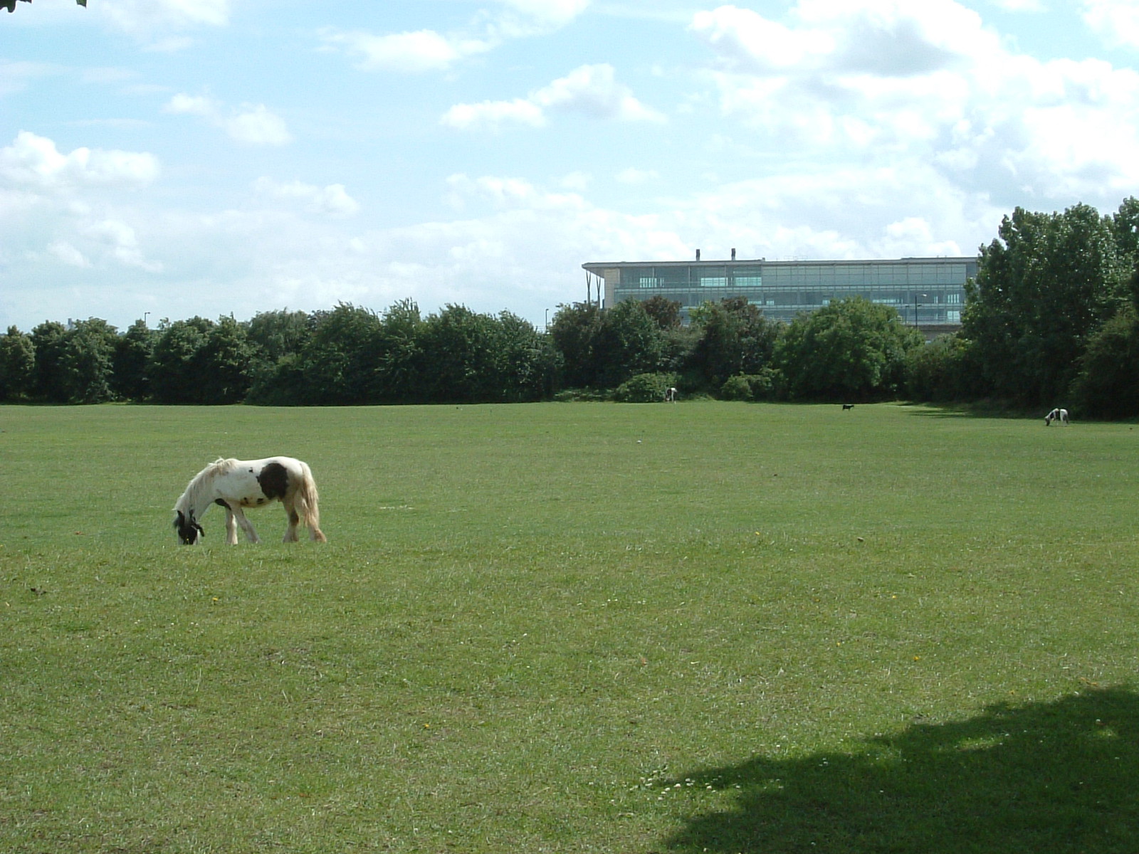 Horses in Beckton District Park with City Airport in the background
