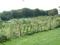 The allotments of Biggin Hill