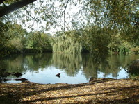 Ponds in Wandsworth Common