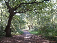 Entering Putney Heath