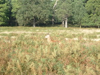 A stag near the Pen Ponds, Richmond Park