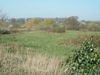 Paradise Fields wetlands