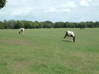 Horses in Beckton District Park with City Airport in the background