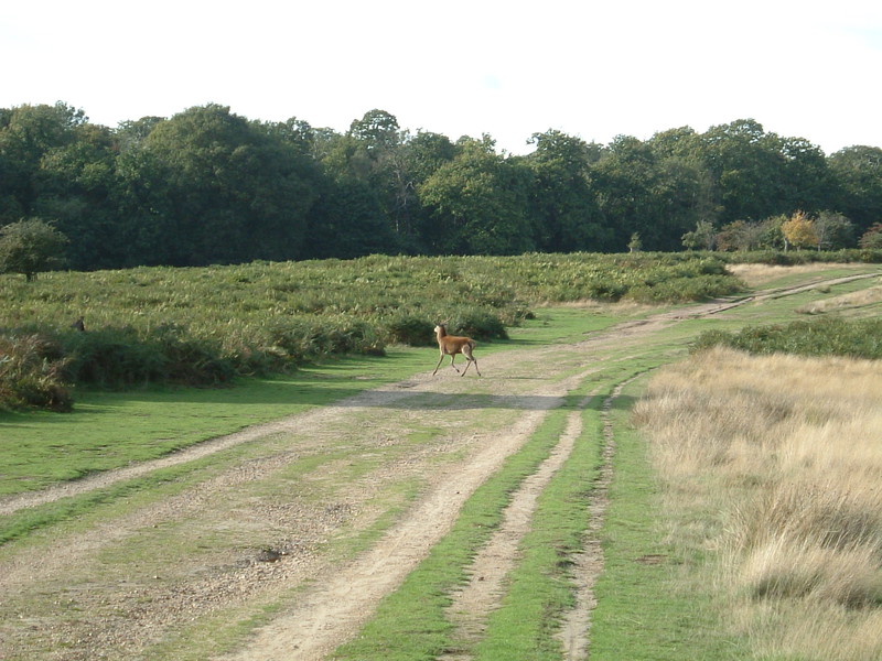 A deer near Pen Ponds, Richmond Park