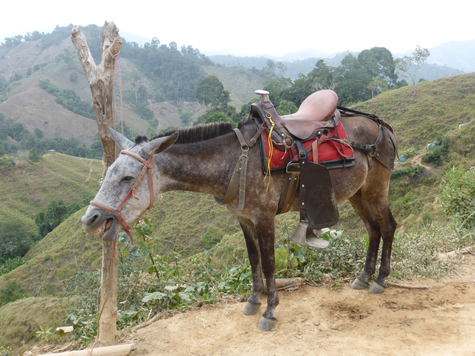 Mules are the main method of transport round here