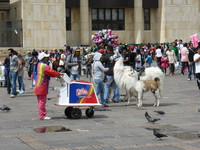 Ice creams and llamas in the Plaza de Bolívar