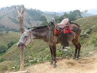 Mules are the main method of transport round here