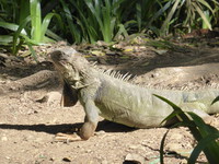 One of the Jardín Botánico's friendly iguanas