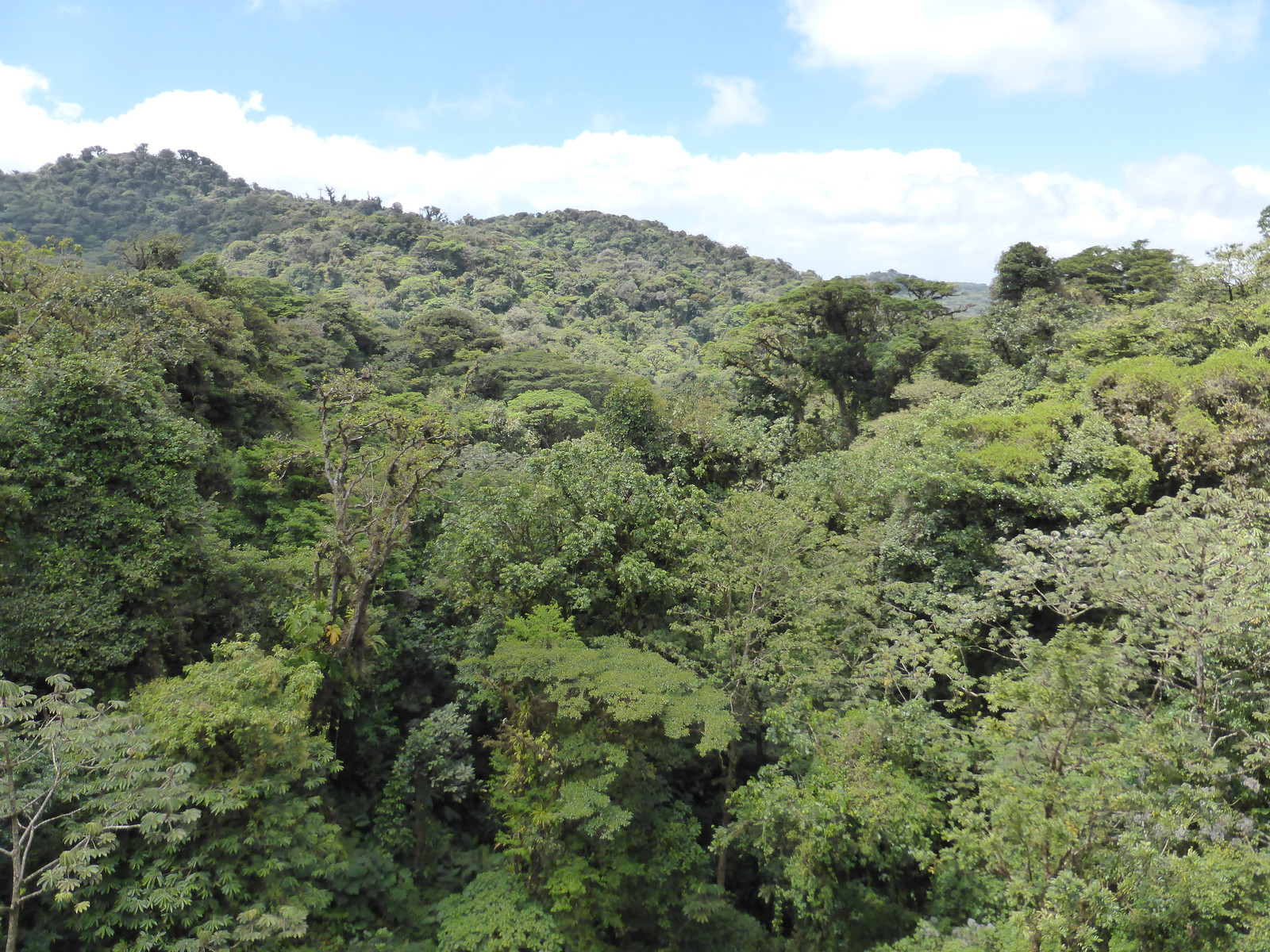 The view from the canopy walk