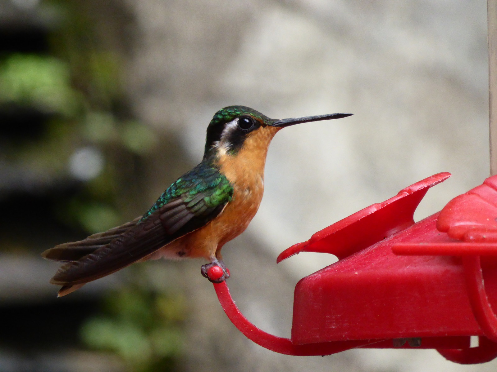 A purple-throated mountain-gem hummingbird (Lampornis calolaemus) in Selvatura Park