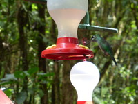 The artificial hummingbird feeders at Selvatura Park