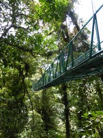 One of the bridges on the canopy walk