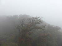 Entering the cloud forest on the SkyTrek zipline
