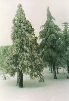 Snow and trees