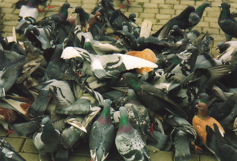 Nicosia's pigeons