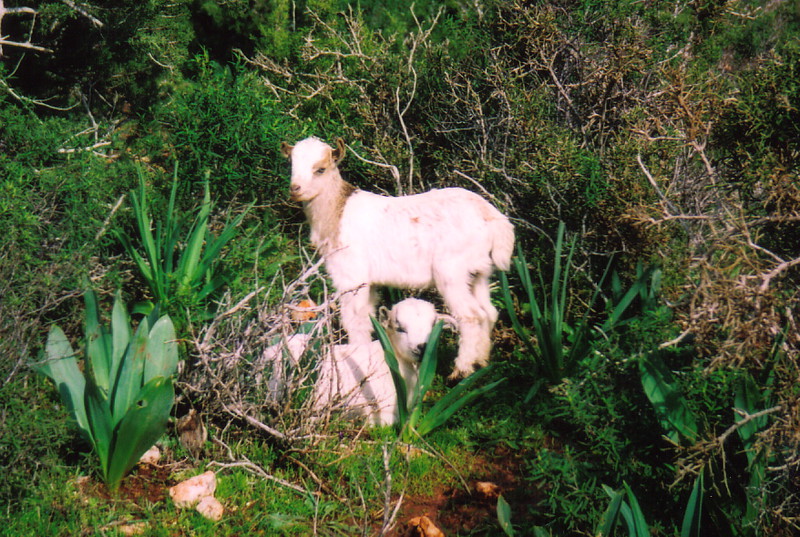 Goats on the Aphrodite Trail