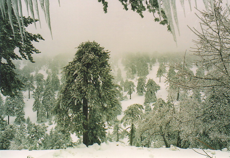 A wintry forest scene