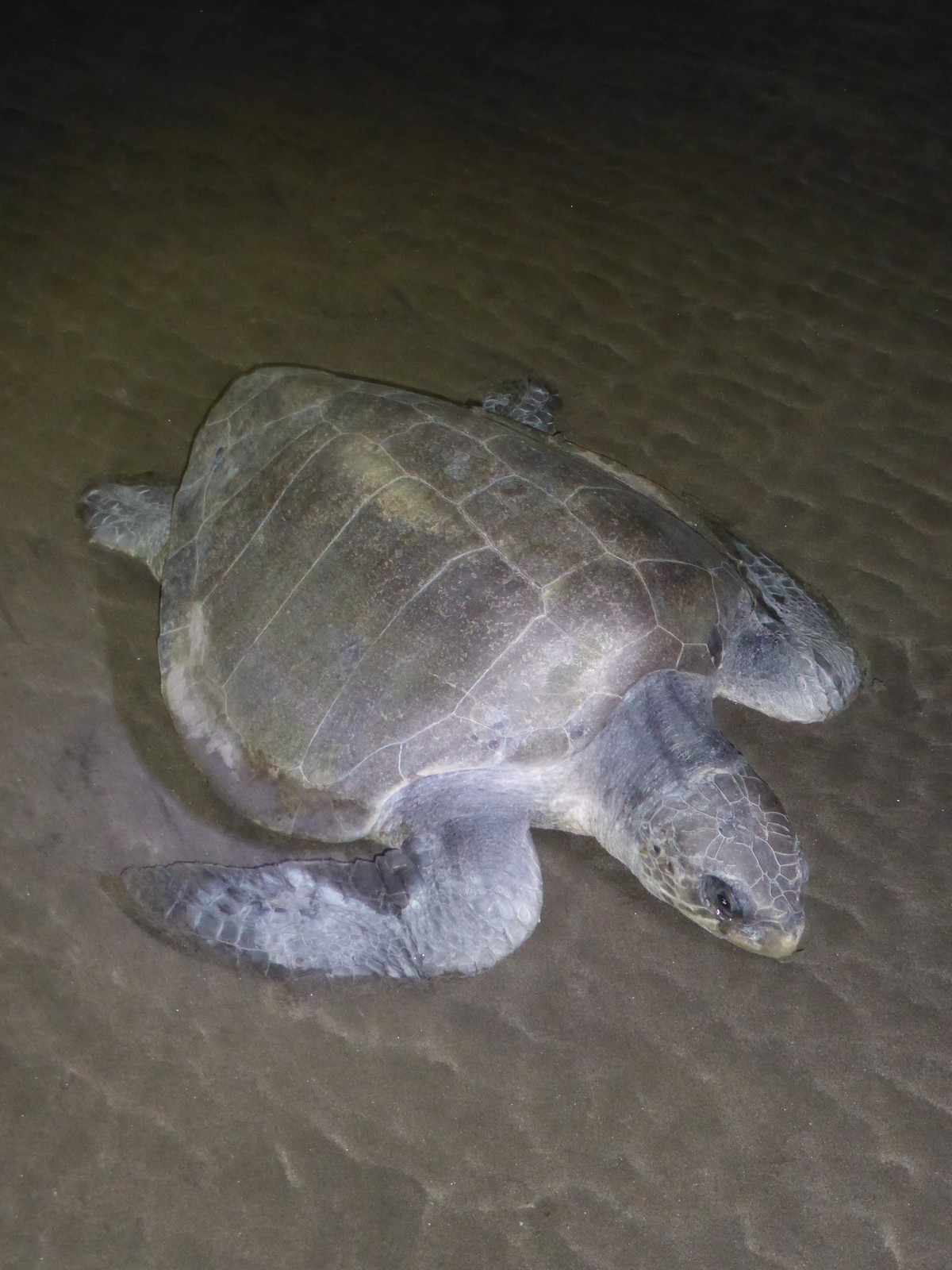 The turtle who visited us one night