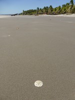 A lonely shell