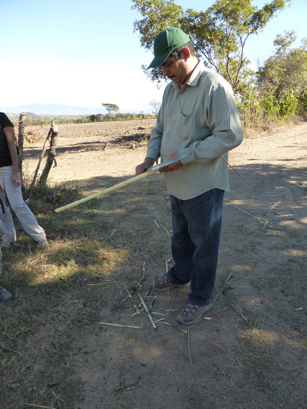 Nelson preparing sugar cane for us