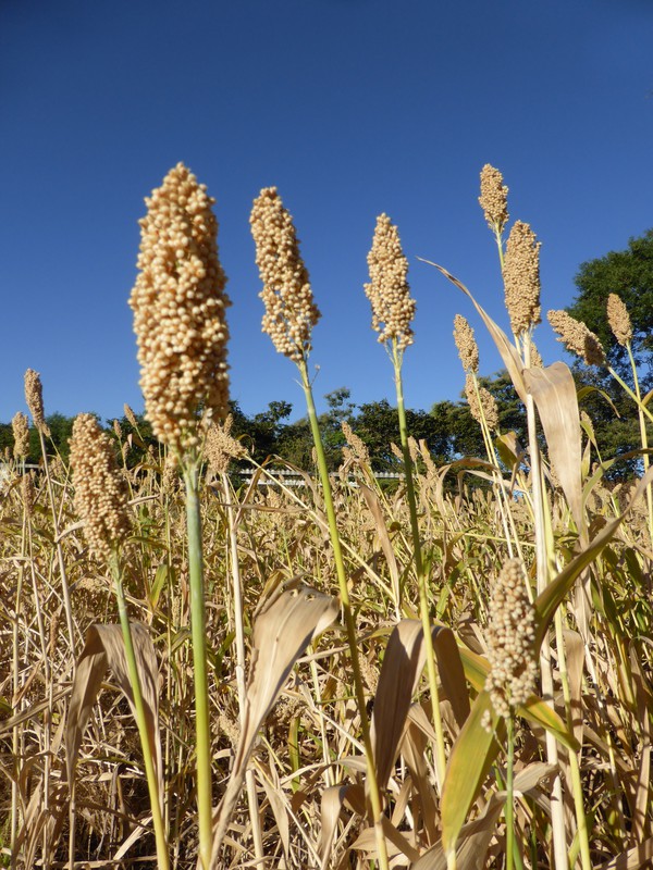 Millet fields