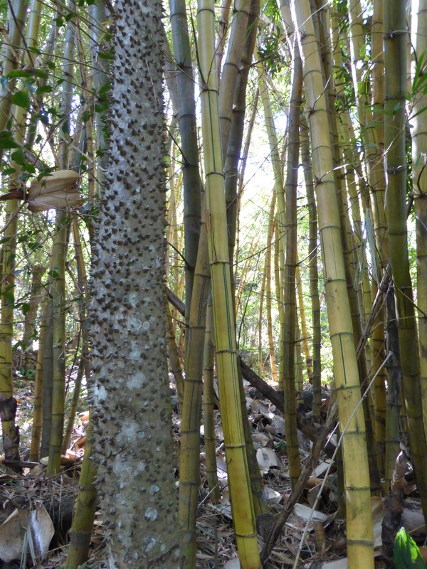 A silk floss tree (Ceibas speciosa) anongst the bamboo