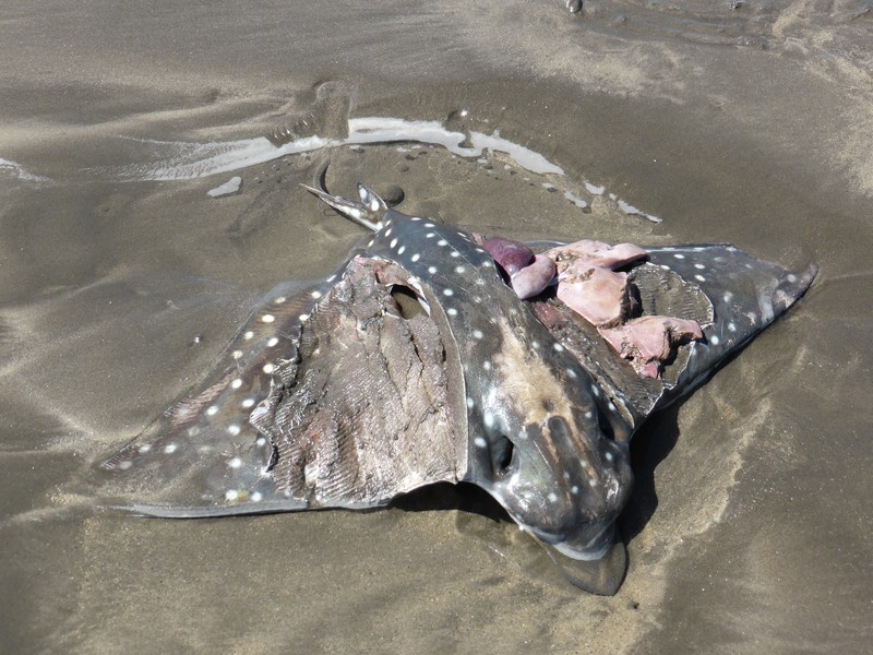 A dead ray on Playa El Cuco