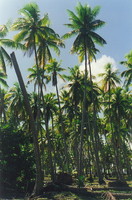 A coconut palm forest