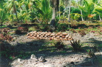 Coconuts drying in the sun, on their way to becoming copra