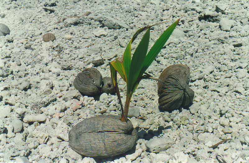 A sprouting coconut