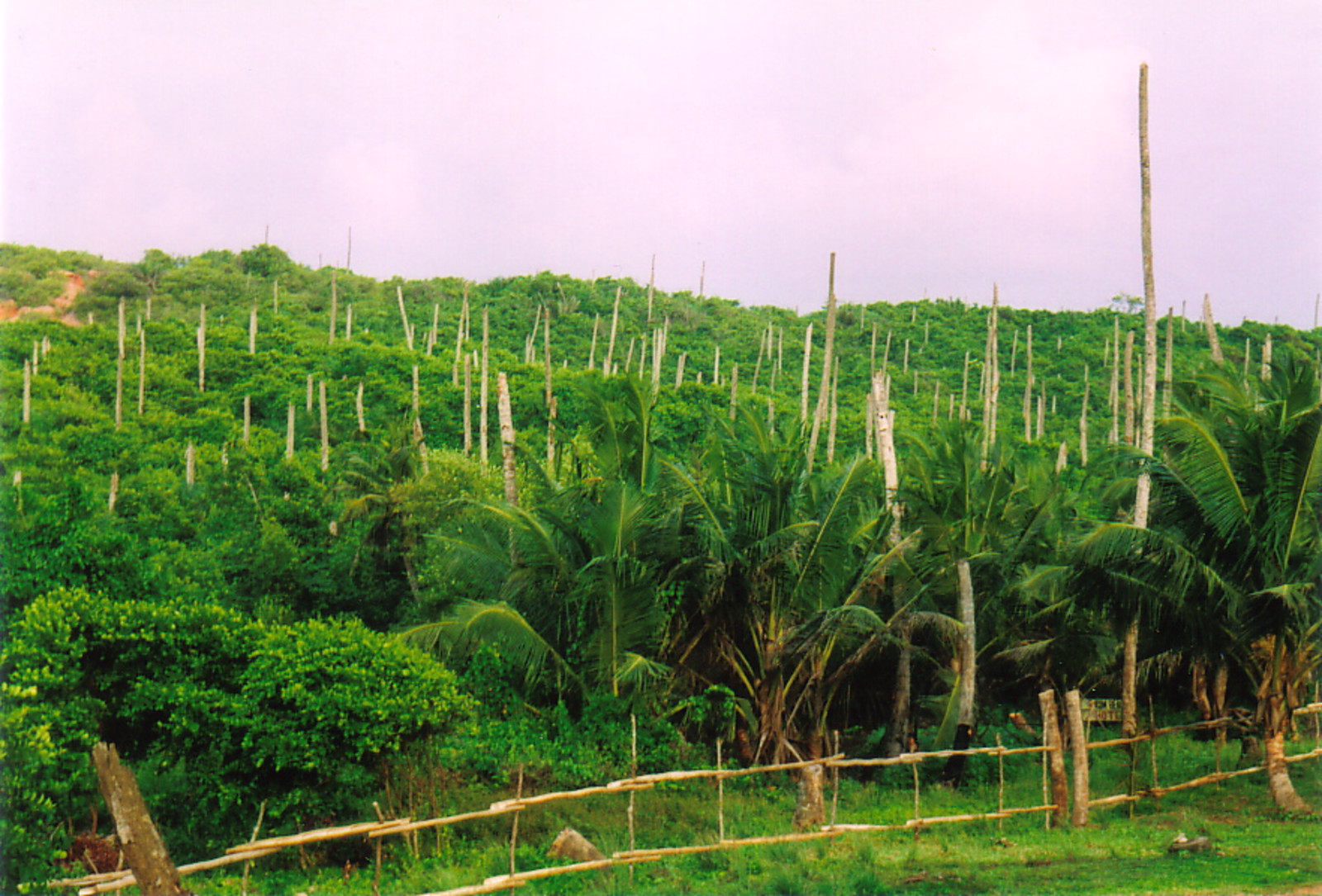 Palm tree trunks suffering from blight