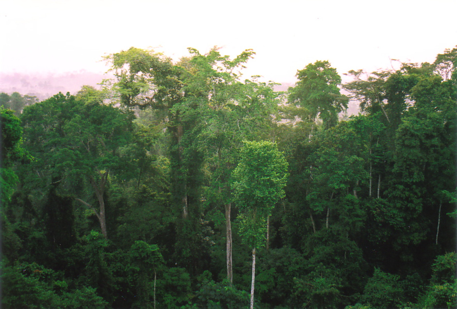 Rainforest canopy in Kakum National Park