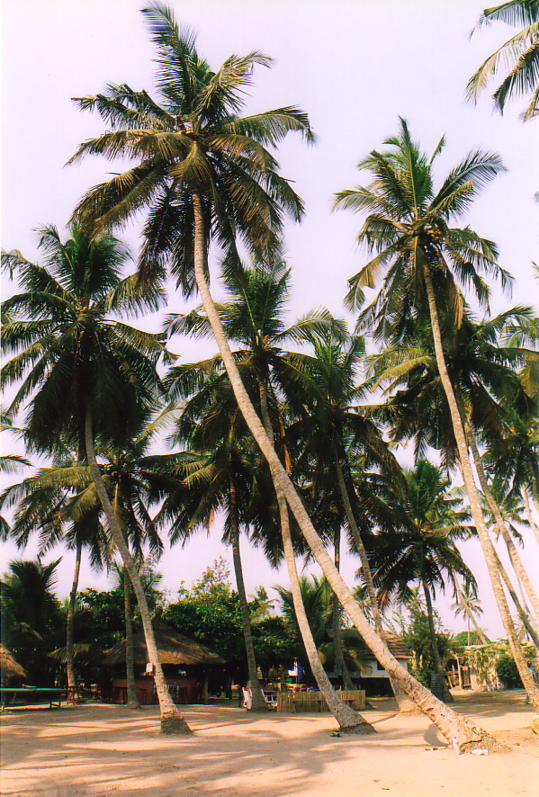 Big Milly's Backyard, Kokrobite