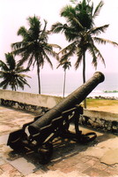 A cannon beneath a palm tree