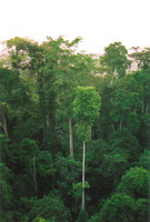 Rainforest canopy in Kakum National Park