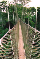 Kakum National Park's canopy walkway