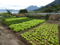 Lettuce growing in the lush soil near the lake edge