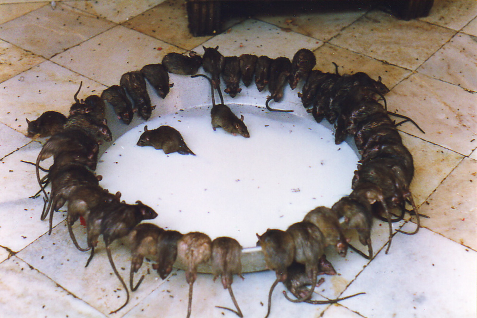 Rats in the Karni Mata Temple