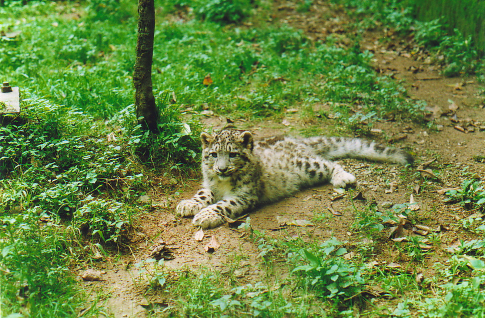 One of the snow leopard cubs in Darjeeling