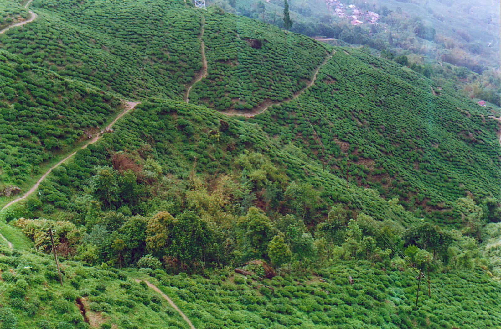 The tea fields of Darjeeling