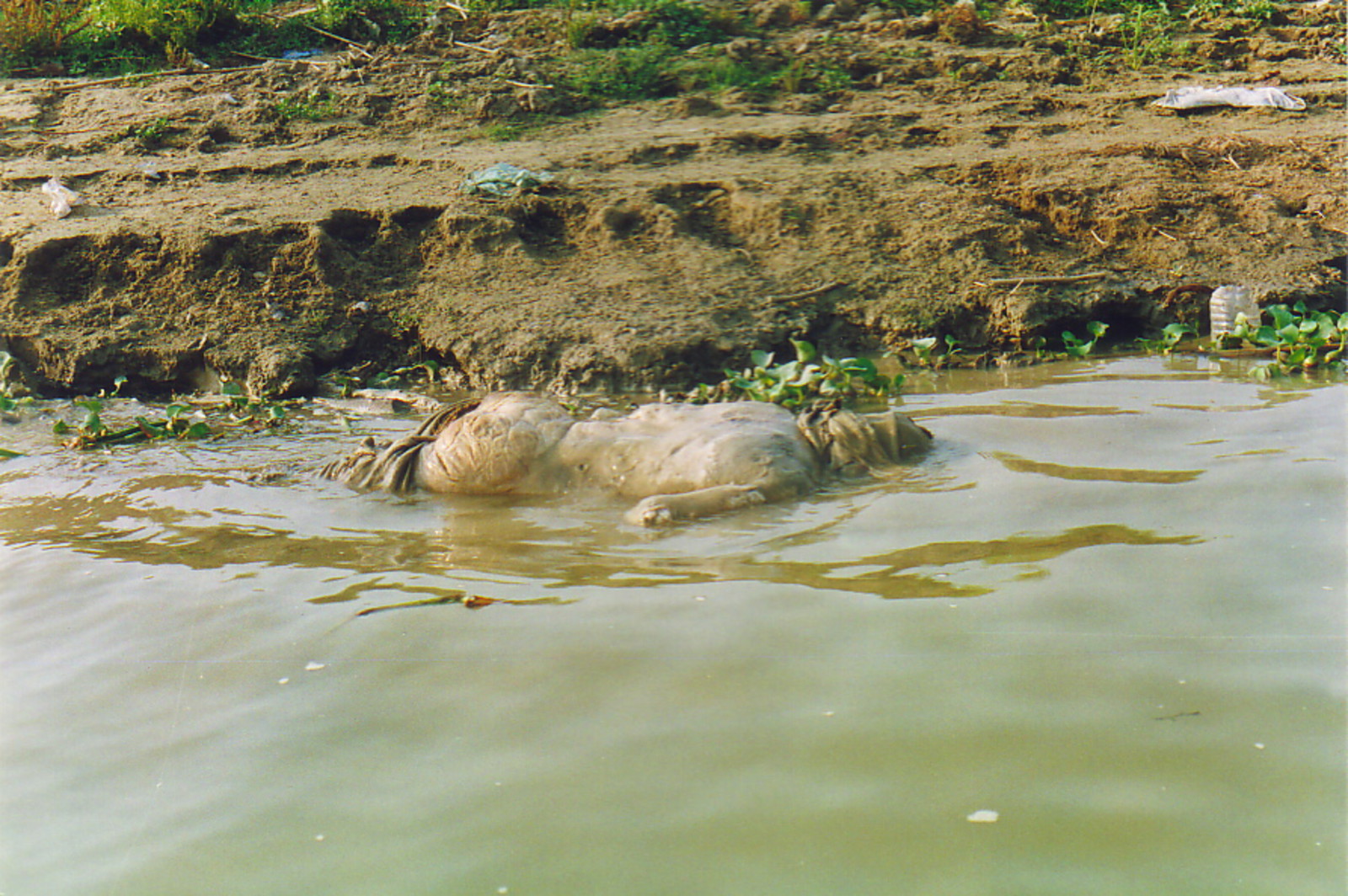 A dead body floating in the Ganges
