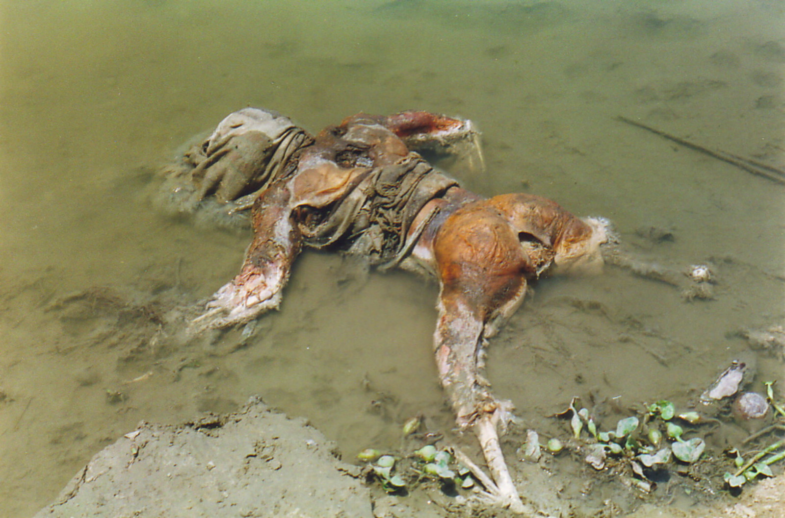 A putrefying body on the east bank of the Ganges