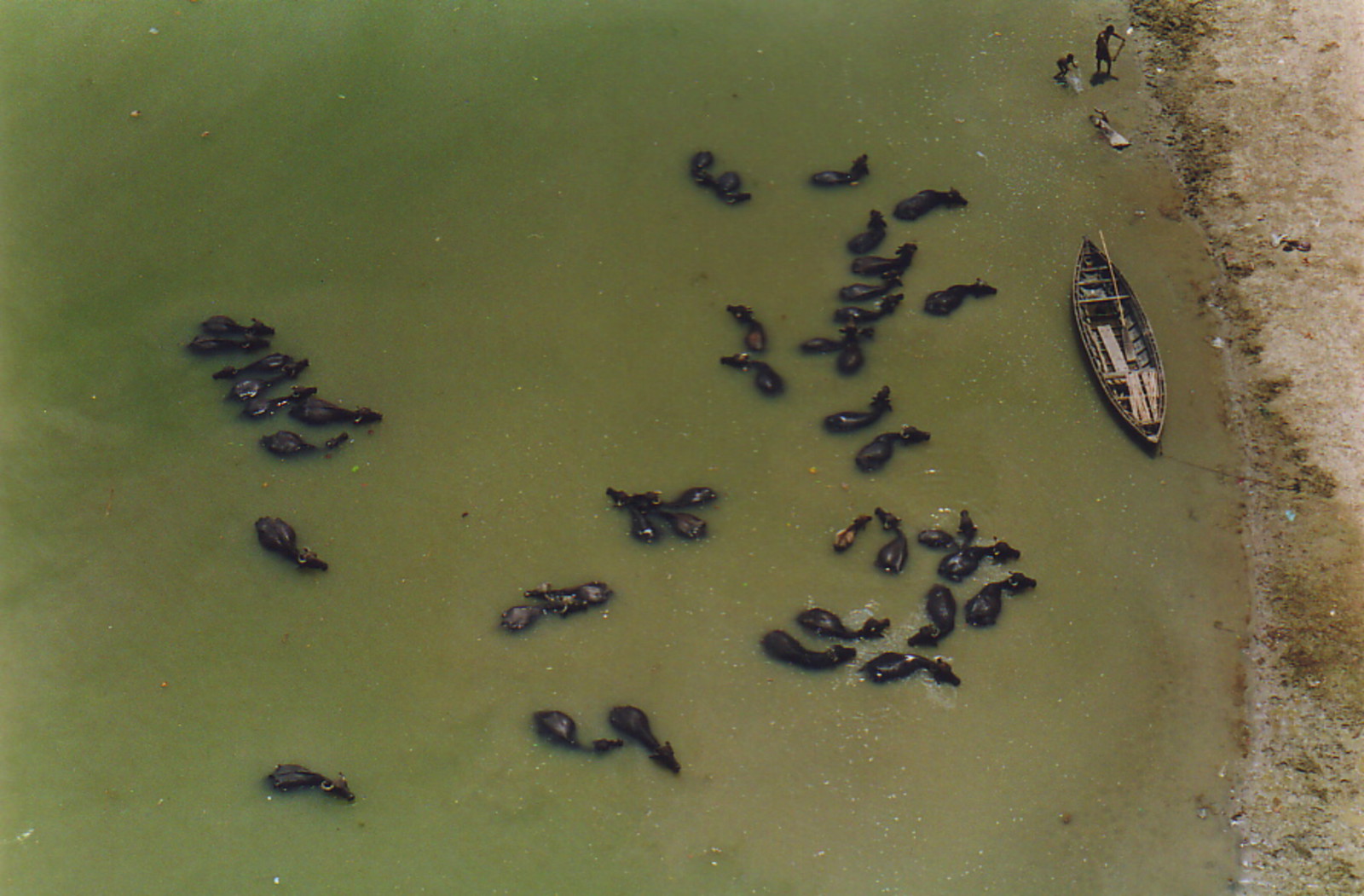 Bathing a herd of water buffalo in the Ganges