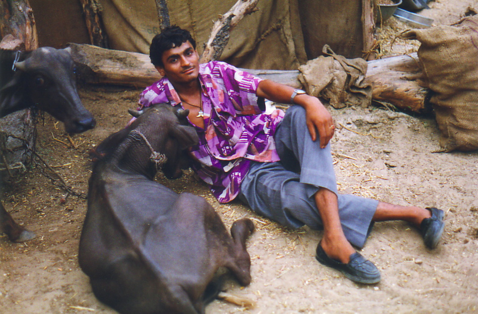 Urma and his water buffalo