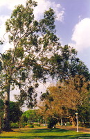 A gum tree in Lalbagh Garden