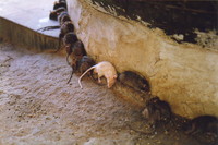 The white rat at the Karni Mata Temple