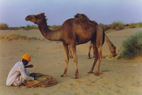 Sagra feeding the camels