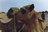 Sukia